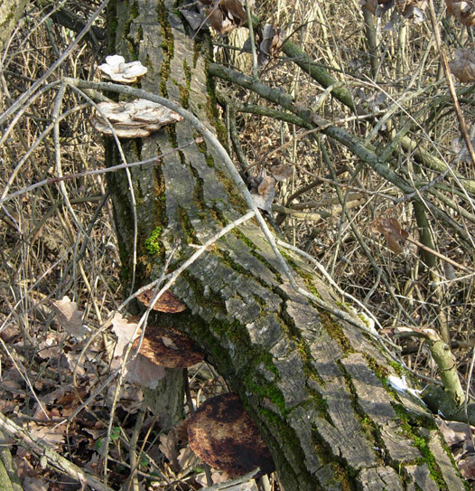 tanti funghi